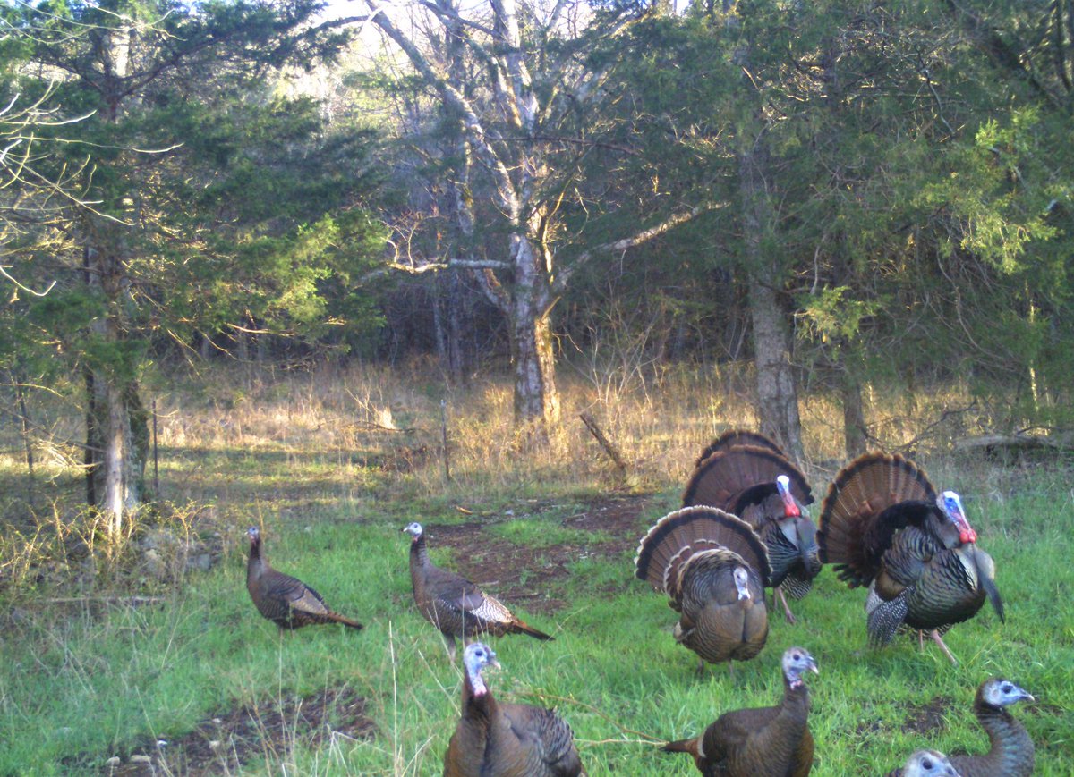 wildturkeydoc's tweet image. Strutting is a behavior us hunters link to toms, but it is performed by hens and poults. Research has even noted that poults of both sexes strut. It appears that strutting is something all turkeys do at some point in their life cycle ⁦@DrShortSpur⁩ ⁦@NWTF_official⁩