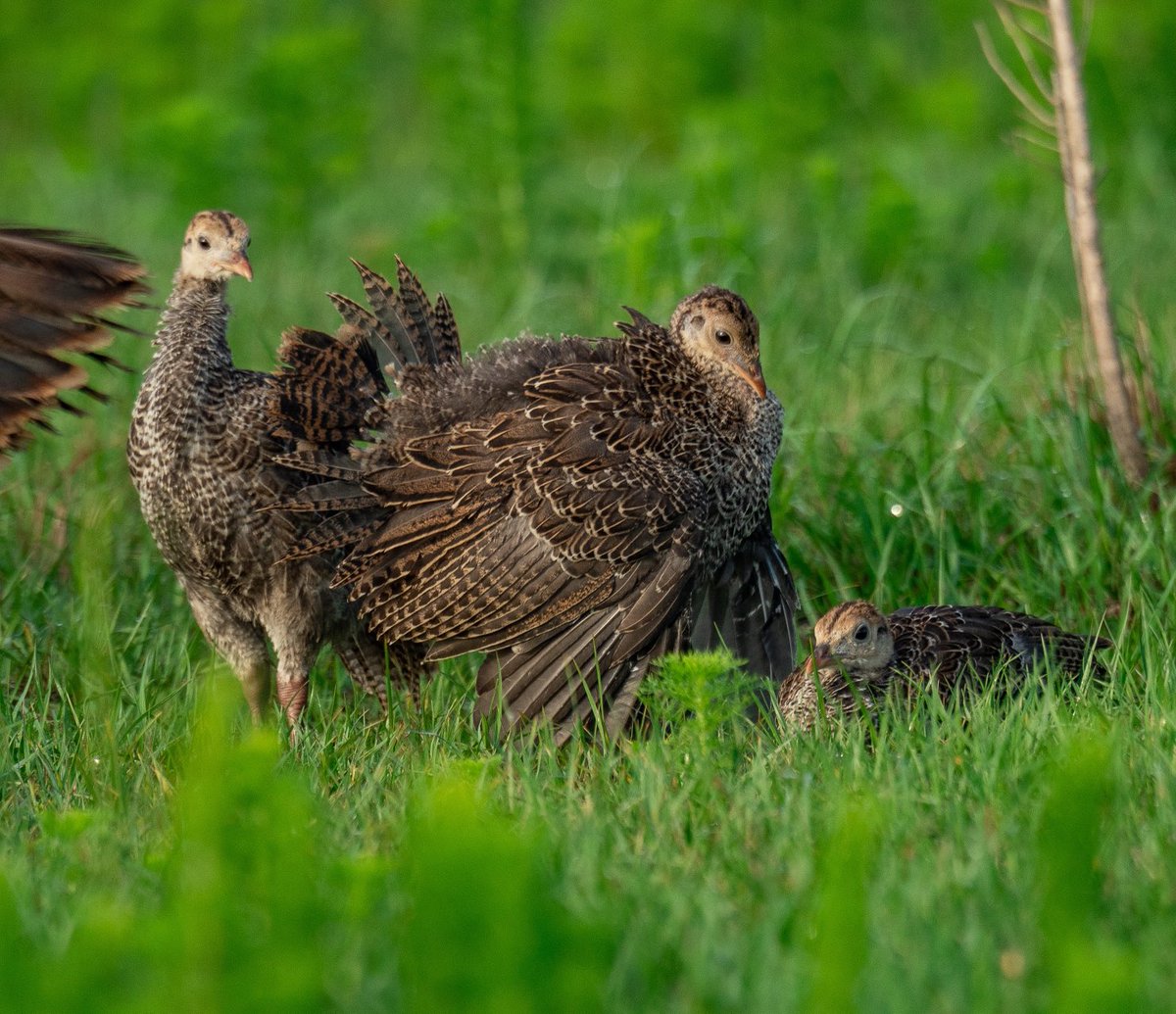 wildturkeydoc's tweet image. Strutting is a behavior us hunters link to toms, but it is performed by hens and poults. Research has even noted that poults of both sexes strut. It appears that strutting is something all turkeys do at some point in their life cycle ⁦@DrShortSpur⁩ ⁦@NWTF_official⁩