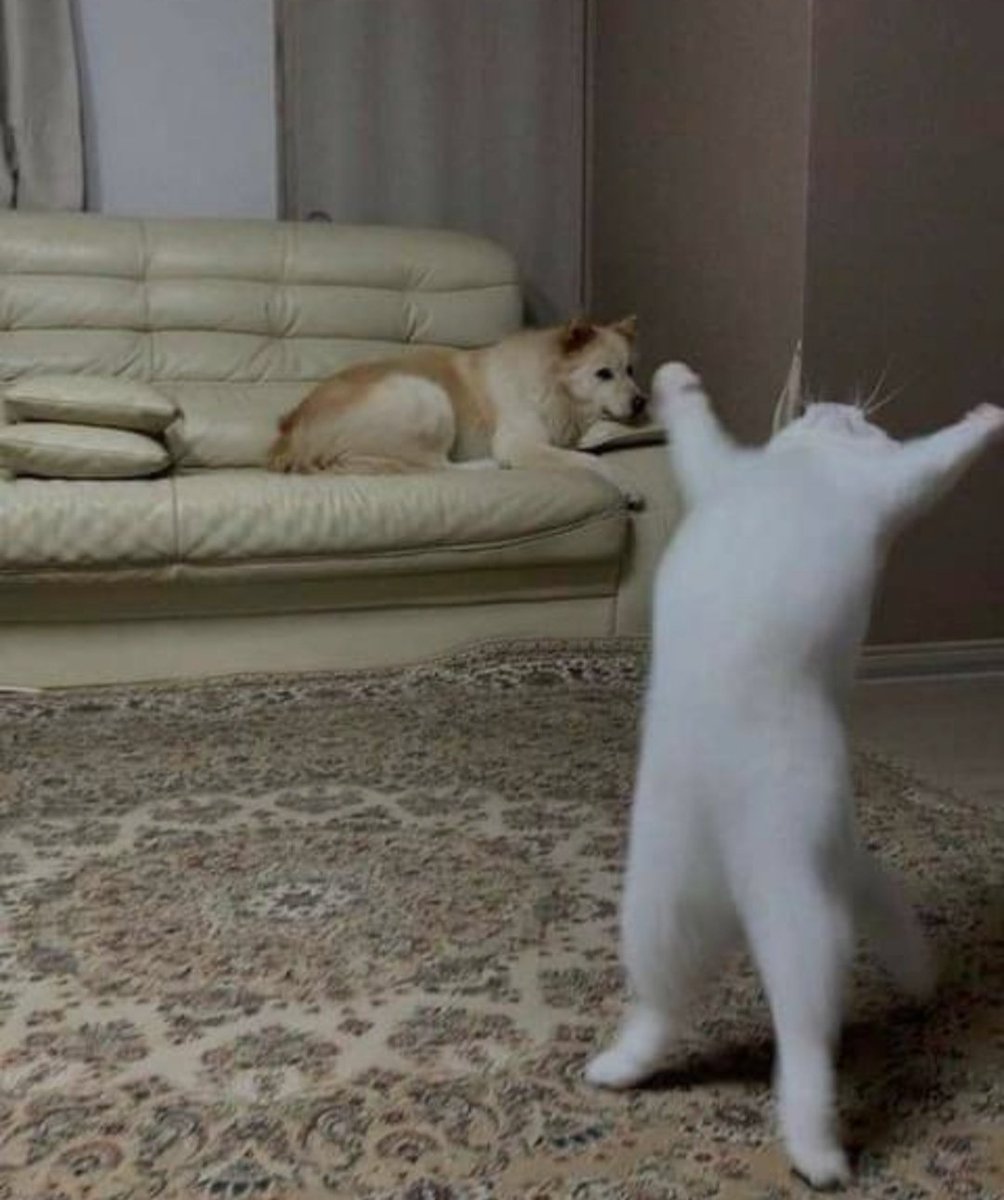 CatsFanus's tweet photo. 😂😂😂 https://t.co/ixuF9tyLdb