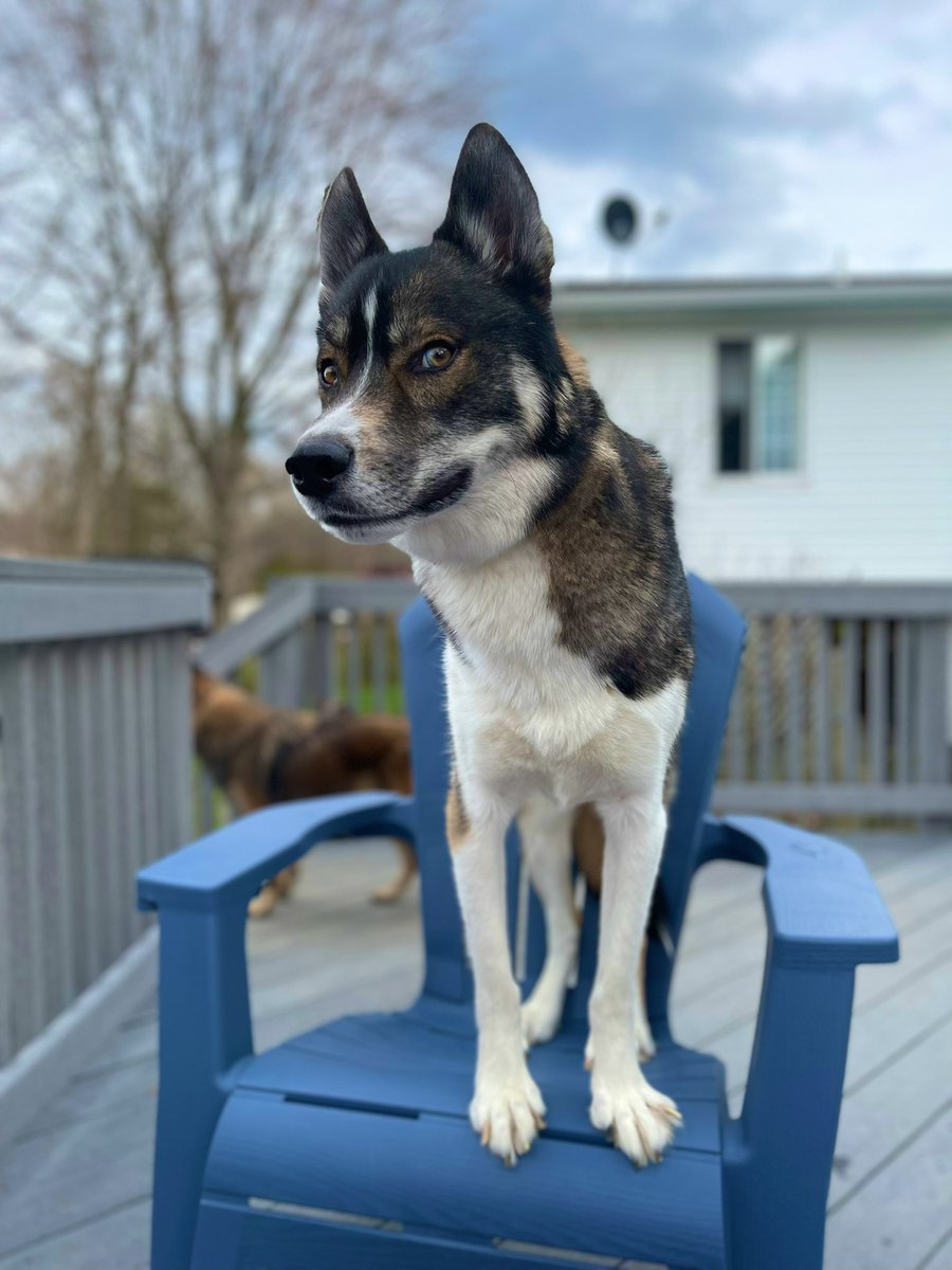 The Sibe + The Terv tweet media