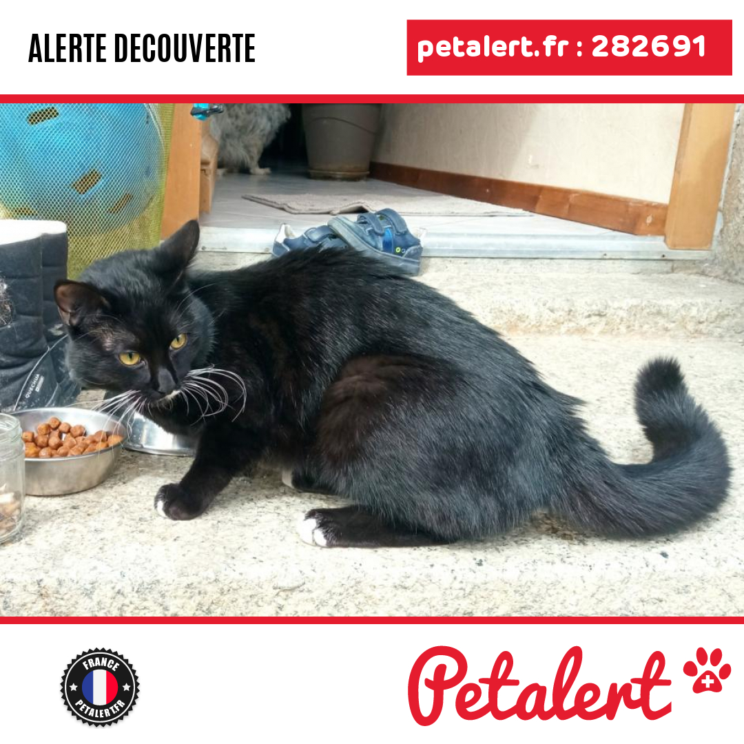 petalert_france's tweet photo. Trouvé #Chat #HauteSavoie #Vailly #Petalert #PetAlert74 / https://t.co/gwgPdaXc9q https://t.co/Mtfy2EUeXJ