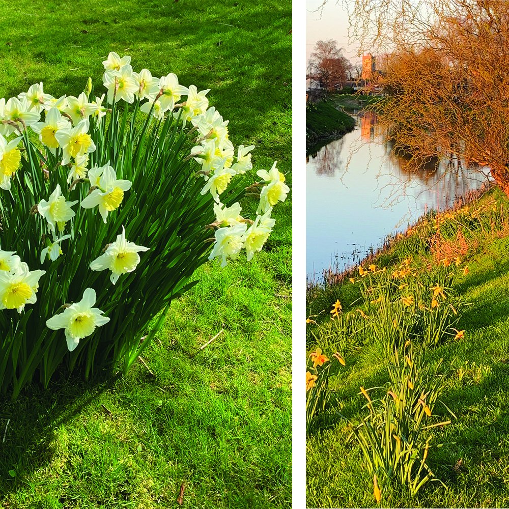 blended_monkey's tweet photo. The #daffodils along the Well Creek river that runs through #Upwell where we have our studios look amazing this year π
We're lucky to live in such a pretty village π
#daffodils #springflowers #norfolk #cambs #springinnorfolk #springincambridgeshire #wellcreekriver #wellcreek https://t.co/QnprdEtoAF