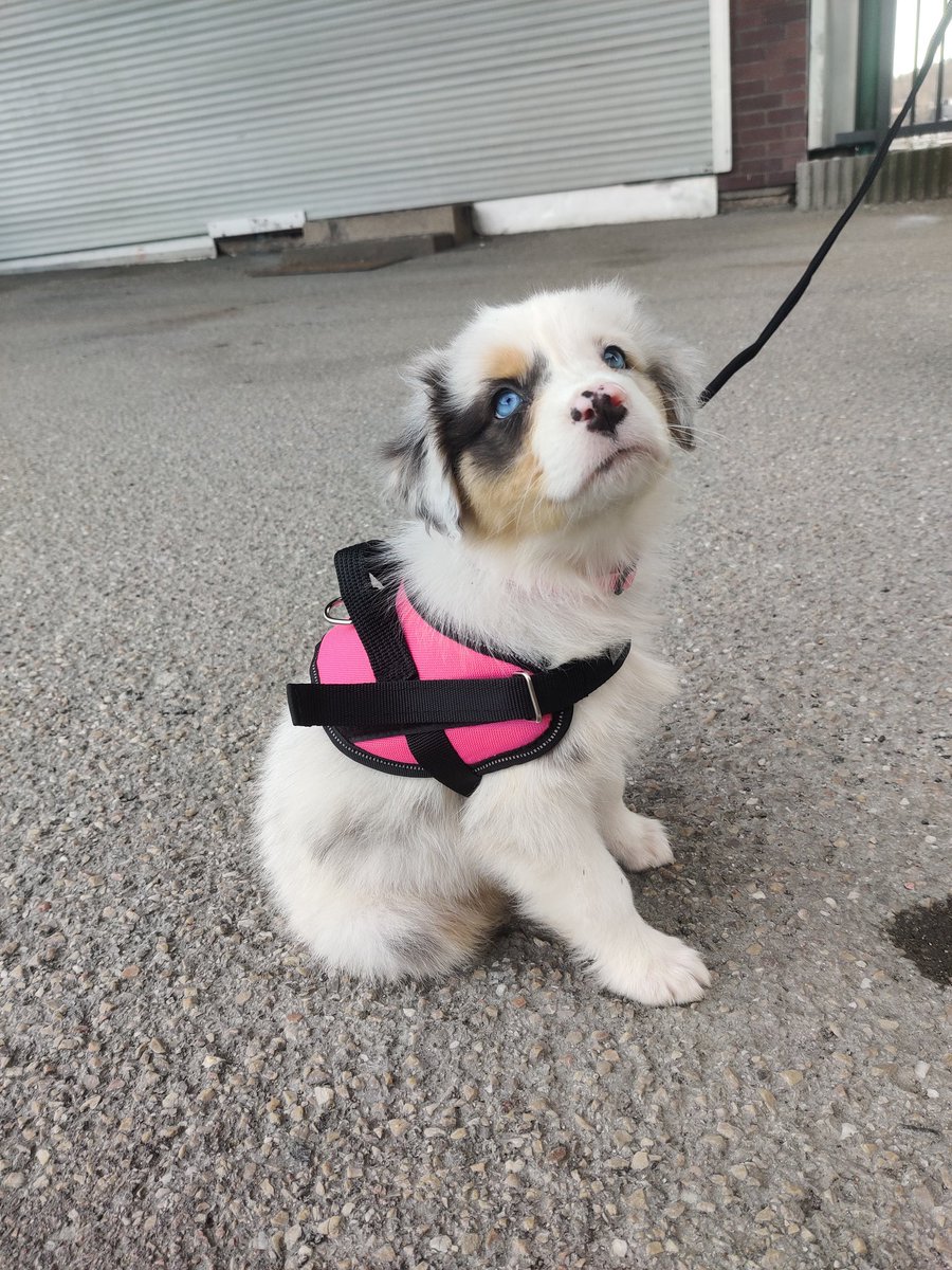 noobypums's tweet photo. Our newest baby 💕 https://t.co/v2JkEH2mYO