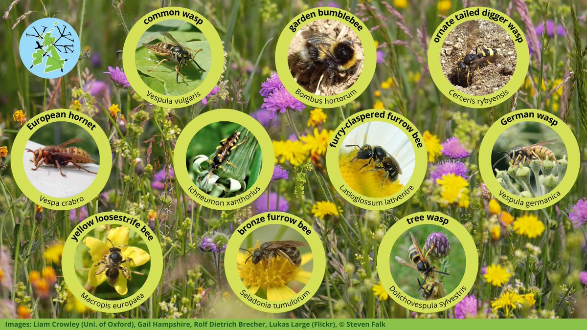darwintreelife's tweet photo. Why sequence every #genome for #DarwinTreeOfLife?
One of the many reasons is to better understand our pollinators, and how they are coping with #climatechange and other human factors๐ฅ๐๐ญโ ๏ธ
So we're pleased to celebrate our first 10 bee & wasp #GenomeNotes today!๐๐งฌ https://t.co/WwjCdieYXz