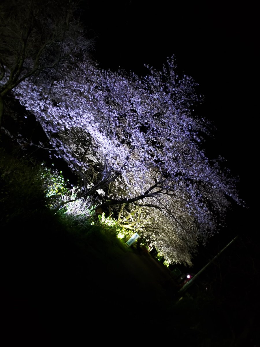 y__k__84's tweet photo. 🌸夜桜🌸見てきた(๑•᎑•๑)✨ https://t.co/FhUEbK4bQL