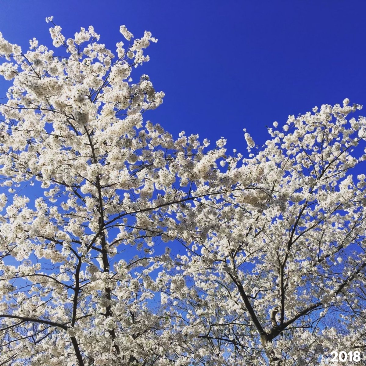 JohnTory's tweet photo. Every year, I look forward to seeing the cherry blossoms bloom in High Park with Torontonians. After a two year hiatus during the pandemic, @CityofToronto is readying to welcome the public back to viewing cherry blossoms in person this spring.

Learn more: https://t.co/vNElvoKmNG https://t.co/SN8yJPiyTy