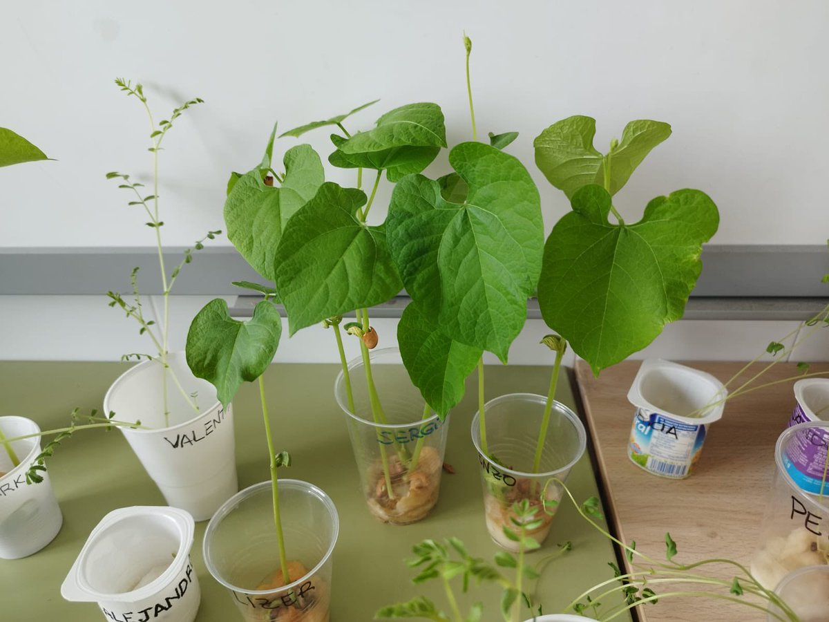Growing plants experiment!! Beans, lentils, pumpkin seeds... all of them look great!! Enjoying Science with our pupils of Year 3 in <a href="/CEIPForoRomano/">CEIP Foro Romano</a> With my friend-partner <a href="/MonMay78/">Mønica Mayø</a>
