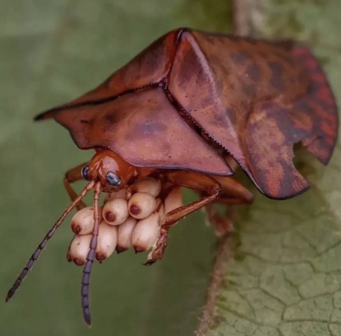 Adam on X: Everybody gangster until the stink bug takes its titties out  t.colGAOkMbJ1o  X