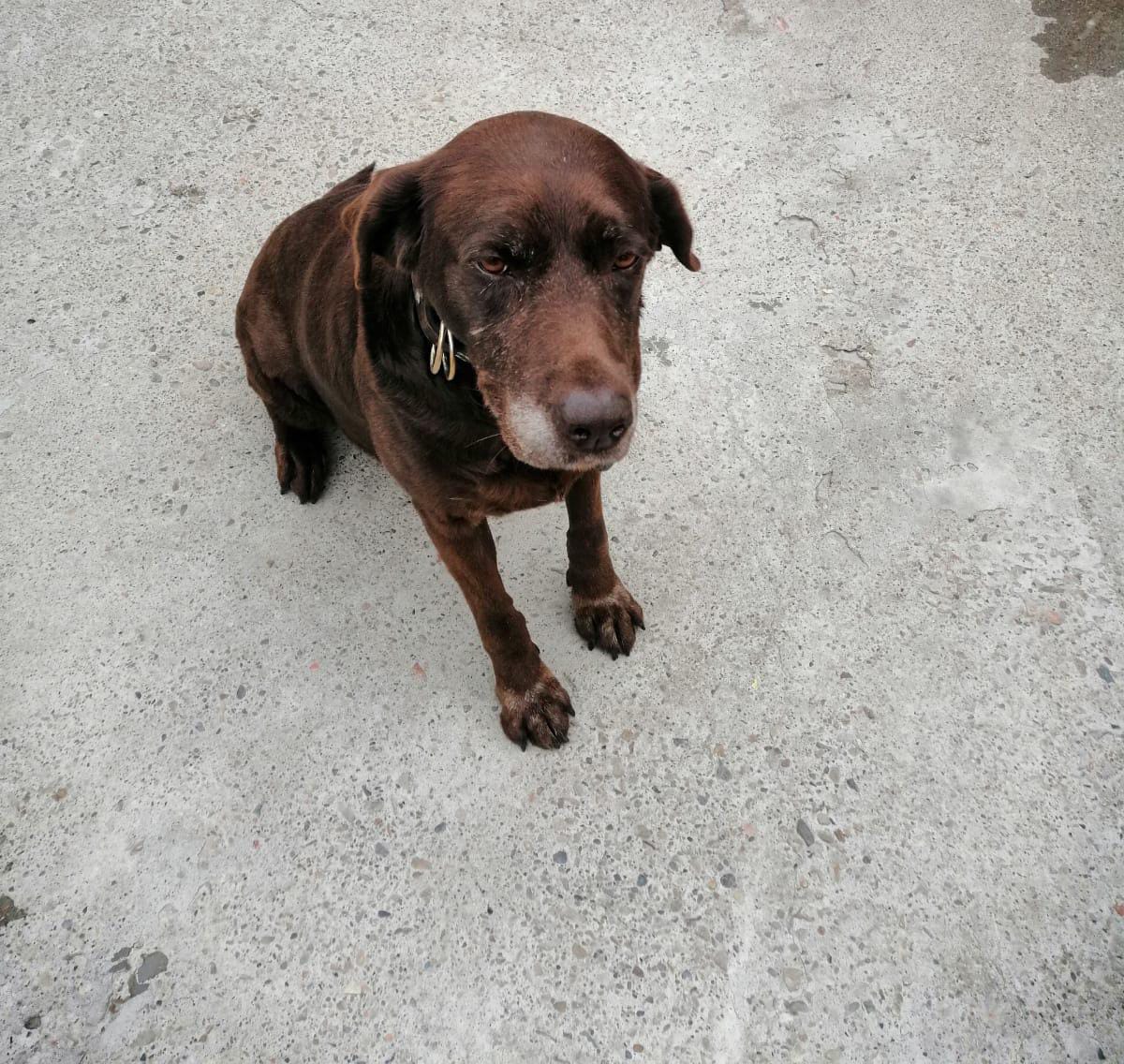 Esta niña se encuentra en adopción,es pensionada de una empresa de seguridad y ya esta lista para irse a un hogar, se encuentra con vacunación y desparasitación al día, tiene entre 7-8 años. 
Info 3112293506