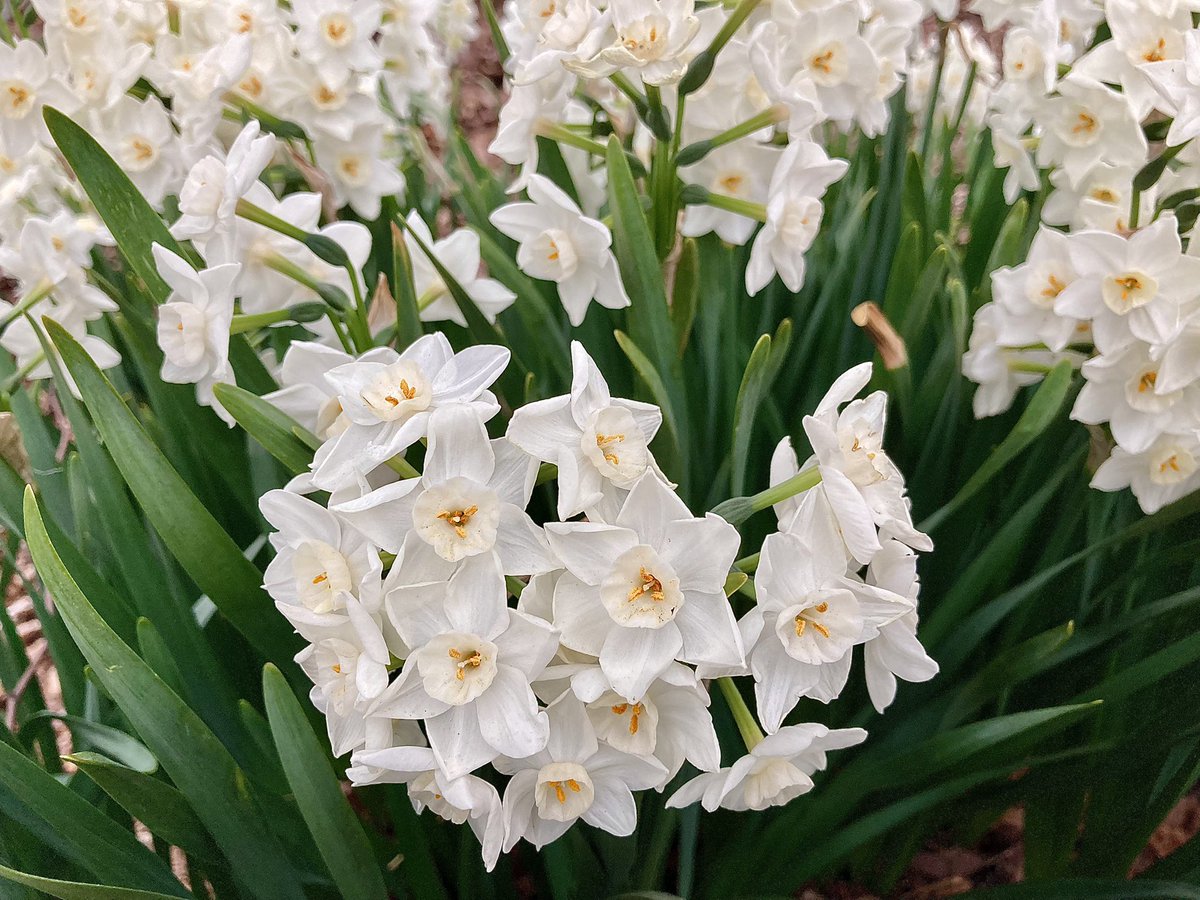 「今日撮ったお花たち 桜、枝垂れ桜、匂いイリス、水仙 青空は見えず、花曇りの空でし」|杏@7/12 OC立ち絵🐈‍⬛のイラスト
