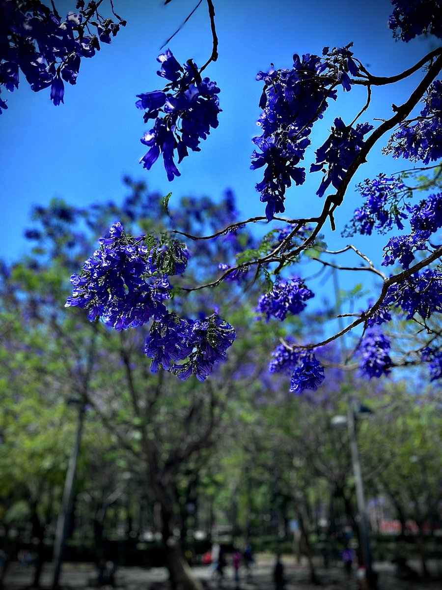 laolani_'s tweet photo. #JacarandaChallenge https://t.co/ewu3uWJvI3