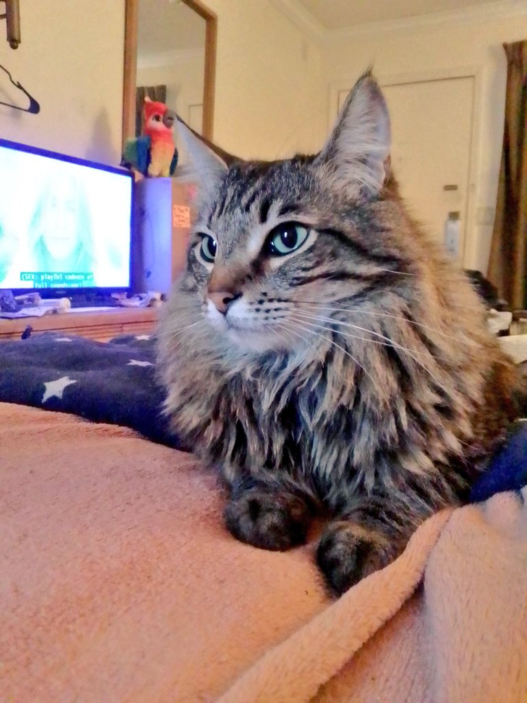 StardustChasm's tweet photo. ‼️ URGENT - PLS RT ‼️
Family of 2 autistic, disabled queers + 8 pets (5 cats, 3 hamsters) need help to stay sheltered!
https://t.co/KjVEhzgXkC
https://t.co/R0ch4bJcOW
https://t.co/iCBrDXfMTO
$octopuslaws8
Pls help, we've been looking for a safe home since 2016 with no luck. ✨ https://t.co/PWtMHQCO2q