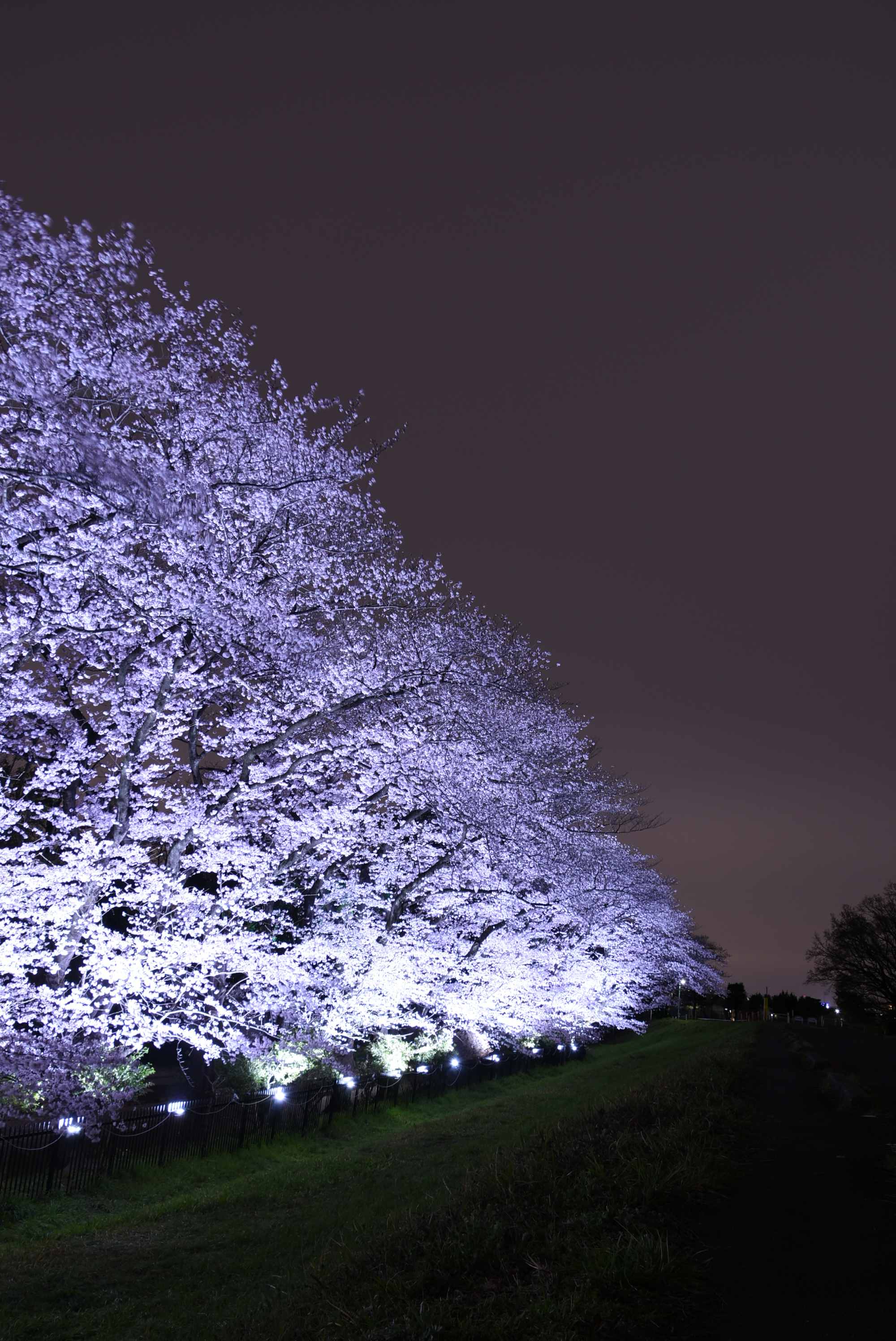 狛江市 多摩川 夜桜さんぽ 春の夜 ライトアップされた夜桜は 昼間の桜とはまた違った幻想的な雰囲気を感じることができます 桜のライトアップは今週末4月3日 日 各日午後6時 8時 まで 多摩川沿いに美しく咲き誇る桜をぜひお楽しみください