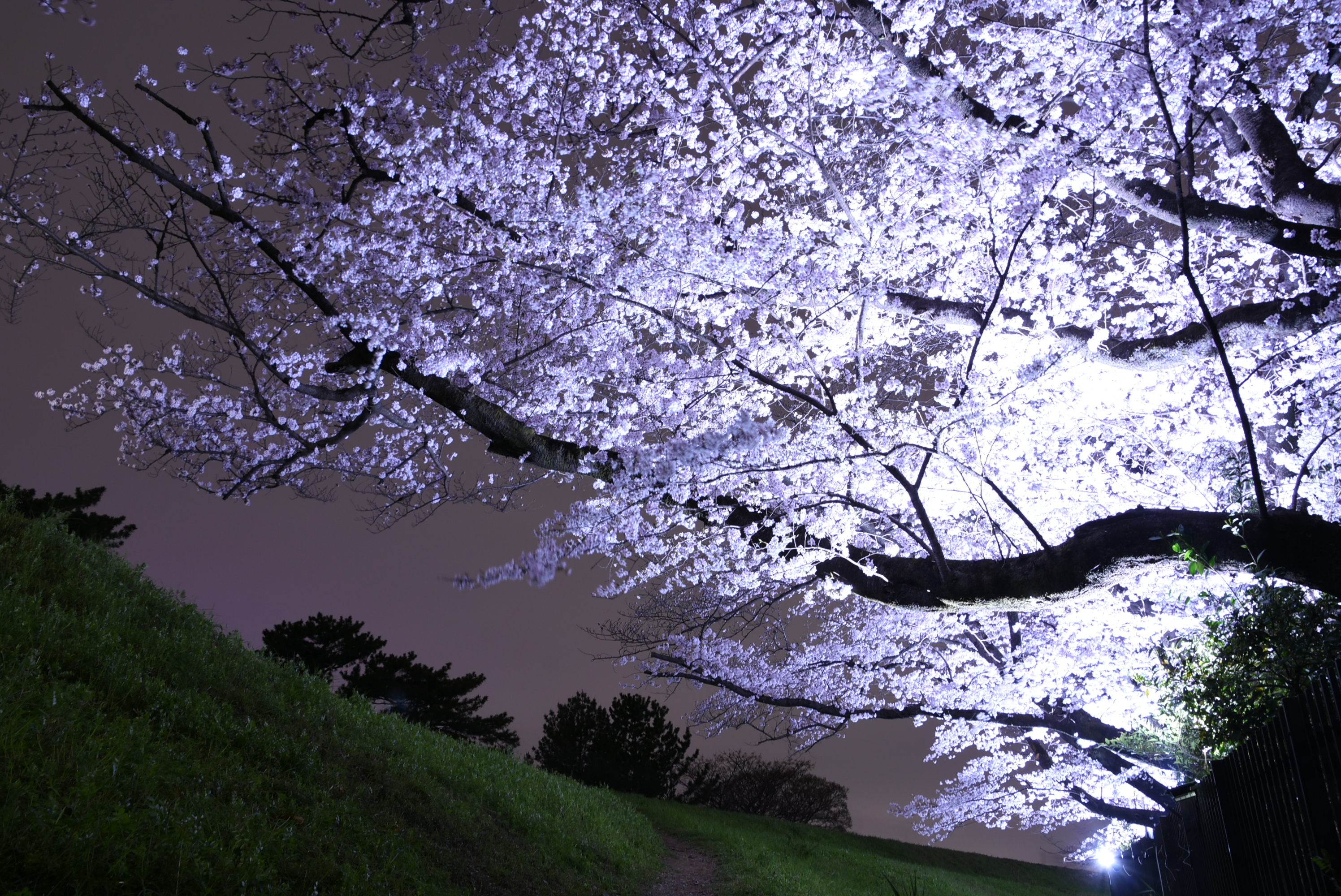 狛江市 多摩川 夜桜さんぽ 春の夜 ライトアップされた夜桜は 昼間の桜とはまた違った幻想的な雰囲気を感じることができます 桜のライトアップは今週末4月3日 日 各日午後6時 8時 まで 多摩川沿いに美しく咲き誇る桜をぜひお楽しみください