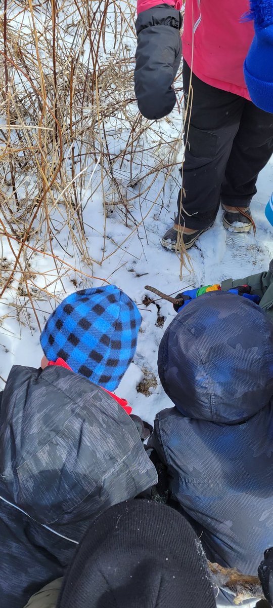 ms_mcgeragle's tweet photo. Thank you Ann from @grandriverca for a wonderful #outdoorlearning experience! @SHFlames
#grade1 #Science #livingthings #seasons https://t.co/0gEKgzDPYq