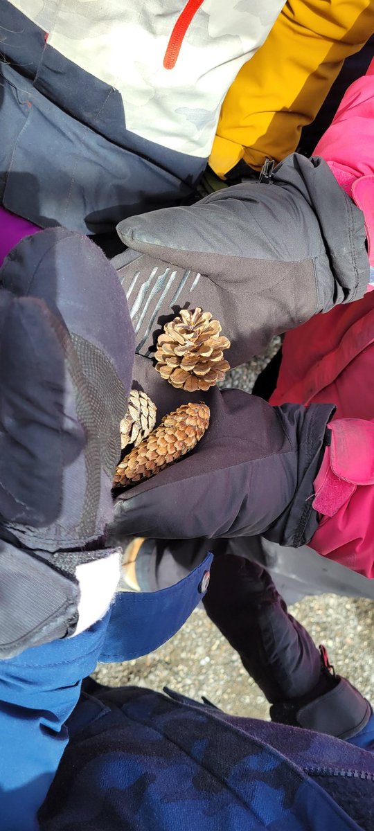 ms_mcgeragle's tweet photo. Thank you Ann from @grandriverca for a wonderful #outdoorlearning experience! @SHFlames
#grade1 #Science #livingthings #seasons https://t.co/0gEKgzDPYq