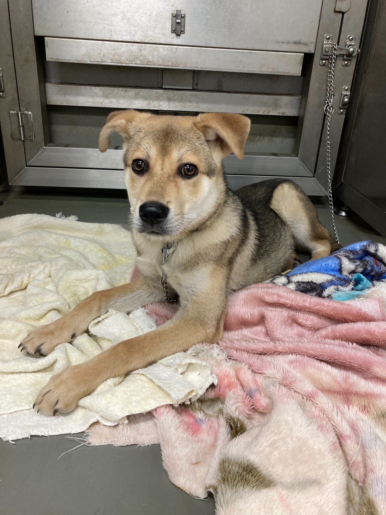 Ta Yuki Dogs Teamayu Twitter