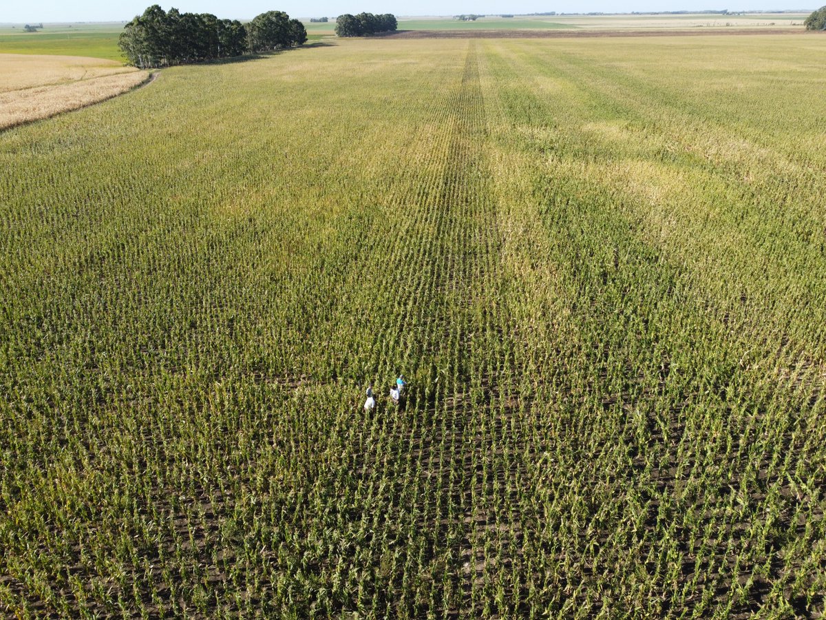 igmansaldo's tweet photo. Ensayo particular de secano con prescripciones de @FieldViewArg  comparando a densidad fija y variable. Prolificidad, estabilidad, rto. Con qué híbrido de @DekalbArgentina nos quedamos?
Lote de #DK7270vt3p bajo riego donde estimamos (y apostamos) rinde potencial/esperado https://t.co/MBzMwP9WjR
