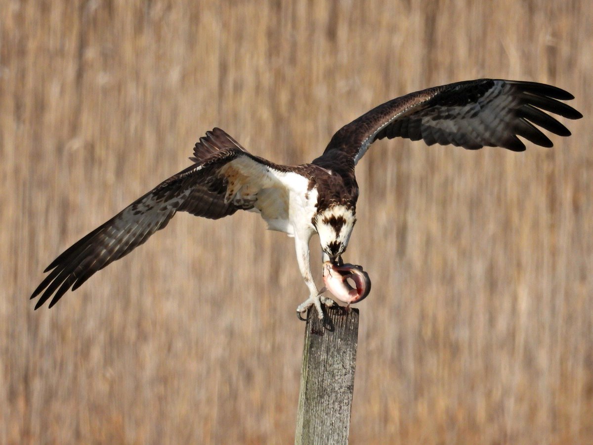 CTFortTrumbull's tweet photo. The #Osprey are back in town and our resident photog caught one catching lunch. Look for them at our shoreline parks including #HaleyFarm #BluffPoint (#CTSTL2022) and @CTrockyneck. #CTNatureFans #CTBirds https://t.co/AJXfWk6lIF