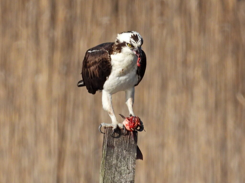 CTFortTrumbull's tweet photo. The #Osprey are back in town and our resident photog caught one catching lunch. Look for them at our shoreline parks including #HaleyFarm #BluffPoint (#CTSTL2022) and @CTrockyneck. #CTNatureFans #CTBirds https://t.co/AJXfWk6lIF