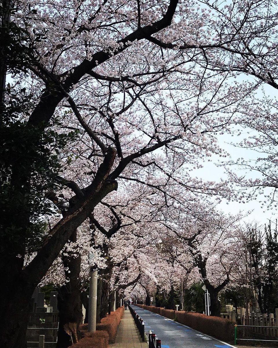 lisleweapon's tweet image. Wish I was surrounded by the gorgeous Tokyo Sakura right now🌸🌸#tokyosakura #springintokyo #theblondegeisha #adventuresofablondegeisha #lisleweapon #besttimeoftheyear