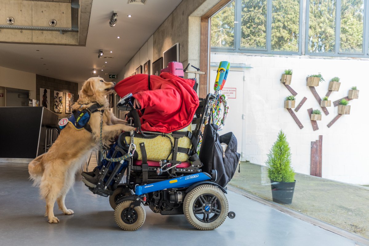 adiintl's tweet photo. #DidYouKnow assistance dogs can be trained to help their owner with tasks such as dressing and undressing?    ADI member trained dogs help their owners maintain their independence and dignity every day. #assistancedogs #lifechangers #dogs #dogsoftwitter https://t.co/EhQRhrn7an