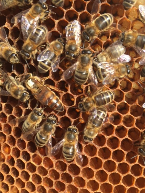 BannockburnHSE's tweet photo. Read the latest update on our bees: https://t.co/nKeuibzh4e
#volunteerblog #beekeeping #scottishbeekeeping #queenbee #apiary #bannockburnhouse https://t.co/Y3PMtZOjfF