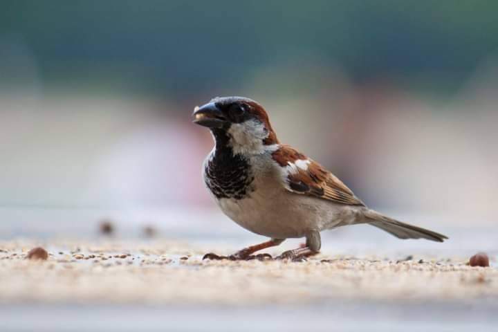 RajivRanjanCSL's tweet image. #माना कि मंहगाई बहुत बढ़ गई है लेकिन मैं आपसे पेट्रोल नहीं केवल एक कटोरी पानी मांग रहीं हूं|
                       केवल एक कटोरी पानी मेरे लिए घर के आस-पास रखें|
#SaveBirds 🐦🐦 #SaveEcosystem