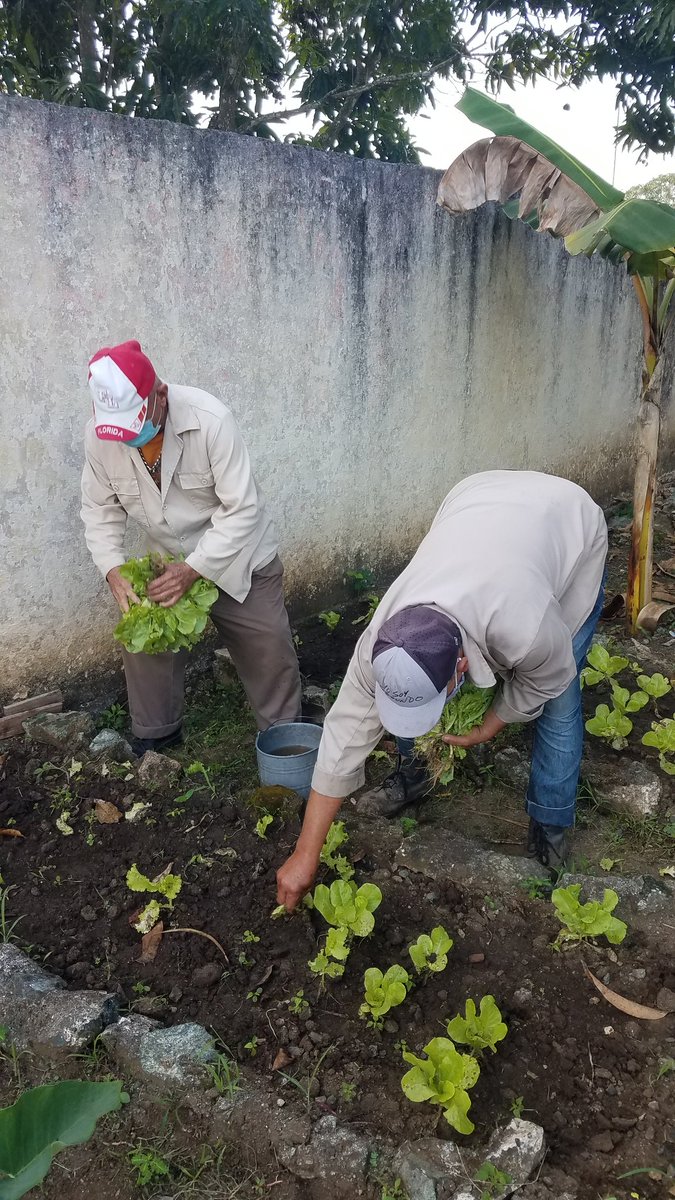 ci_placetas's tweet photo. #Ahora. Se realiza la recogida de lechuga del huerto de nuestro centro, para contribuir a una alimentación sana en nuestros niños y trabajadores. #CubaMined #DPEVillaClara #Educacion #DMEPlacetas #PrimeraInfancia @IsabelR38309780 @BaltarLisvier https://t.co/P2ViEnfWN0