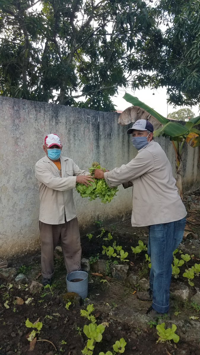 ci_placetas's tweet photo. #Ahora. Se realiza la recogida de lechuga del huerto de nuestro centro, para contribuir a una alimentación sana en nuestros niños y trabajadores. #CubaMined #DPEVillaClara #Educacion #DMEPlacetas #PrimeraInfancia @IsabelR38309780 @BaltarLisvier https://t.co/P2ViEnfWN0