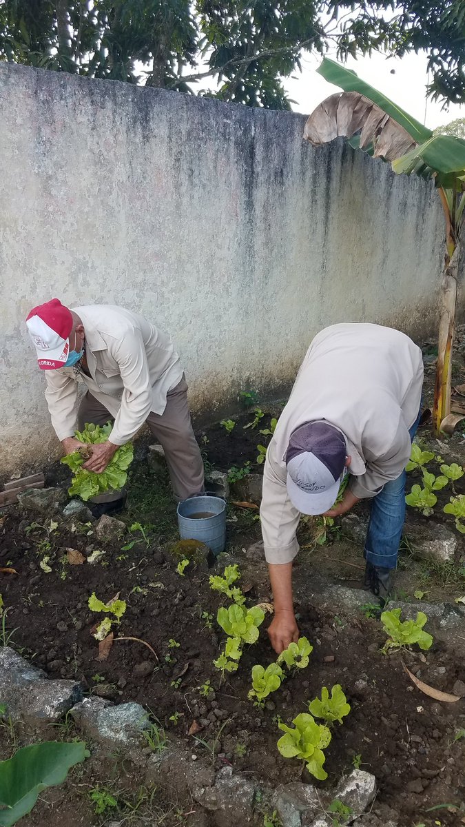 ci_placetas's tweet photo. #Ahora. Se realiza la recogida de lechuga del huerto de nuestro centro, para contribuir a una alimentación sana en nuestros niños y trabajadores. #CubaMined #DPEVillaClara #Educacion #DMEPlacetas #PrimeraInfancia @IsabelR38309780 @BaltarLisvier https://t.co/P2ViEnfWN0