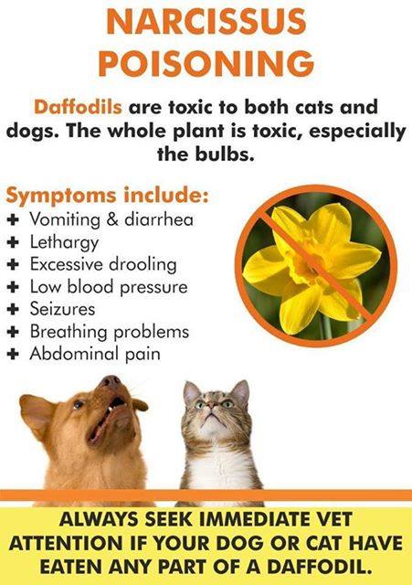 GoodVetPetGuide's tweet photo. #springsafety daffodils are toxic to both #cats &amp; #dogs 
The whole plant is toxic - especially the bulb. 
#thepetsbiz #dogfriendly #CatsOfTwitter #garden https://t.co/8oDsqrAzud