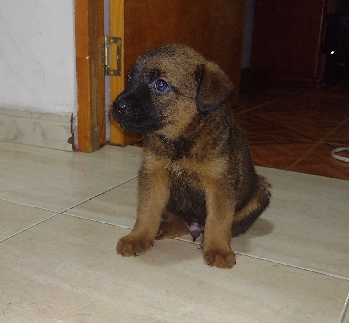 antolinezIsabel's tweet photo. Hola amigos de Twitte,  me ayudan con un RT. Estos hermosos criollitos de 5 semana buscan un hogar lleno de amor 🙏
#AdoptaNoCompres 
#SalvaUnaVida 
#PerritosSinHogar https://t.co/2zILlJMFn0
