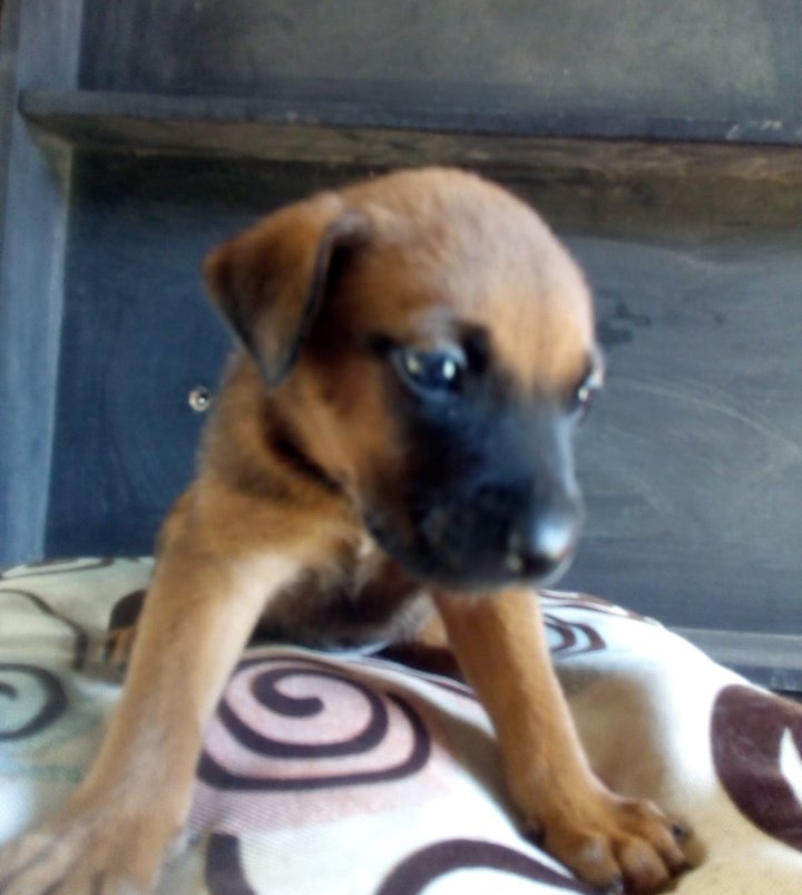 antolinezIsabel's tweet photo. Hola amigos de Twitte,  me ayudan con un RT. Estos hermosos criollitos de 5 semana buscan un hogar lleno de amor 🙏
#AdoptaNoCompres 
#SalvaUnaVida 
#PerritosSinHogar https://t.co/2zILlJMFn0