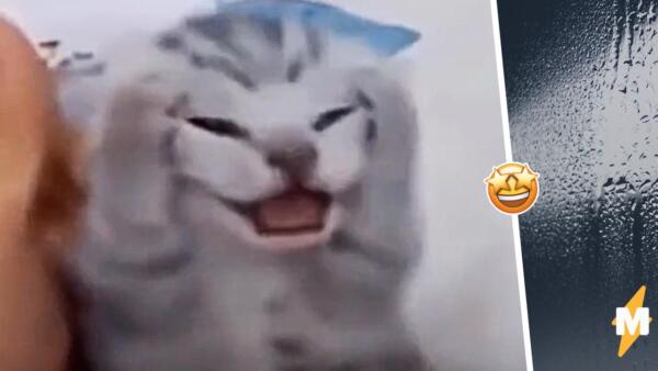 Кот говорит нормально видео
