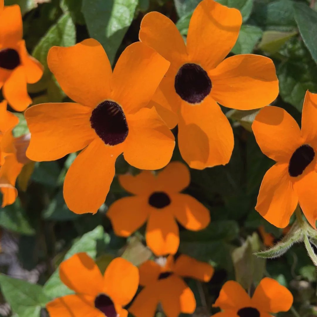 GoMartym's tweet photo. Ustedes también le toman fotos a las plantas y flores que nacen en la calle? 🏵️🤩 https://t.co/TsgHcyO6RB