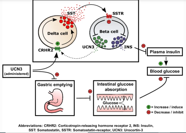 DiabetologiaJnl's tweet photo. Urocortin-3, a poorly recognised hormone, has dual actions on postprandial blood #glucose: it inhibits both glucose absorption and #insulin secretion. At higher doses, the insulinostatic effect prevails, causing blood glucose levels to ⬆️ https://t.co/3XIsXsjRIh #TopTweetTuesday https://t.co/jvcgNhskpR