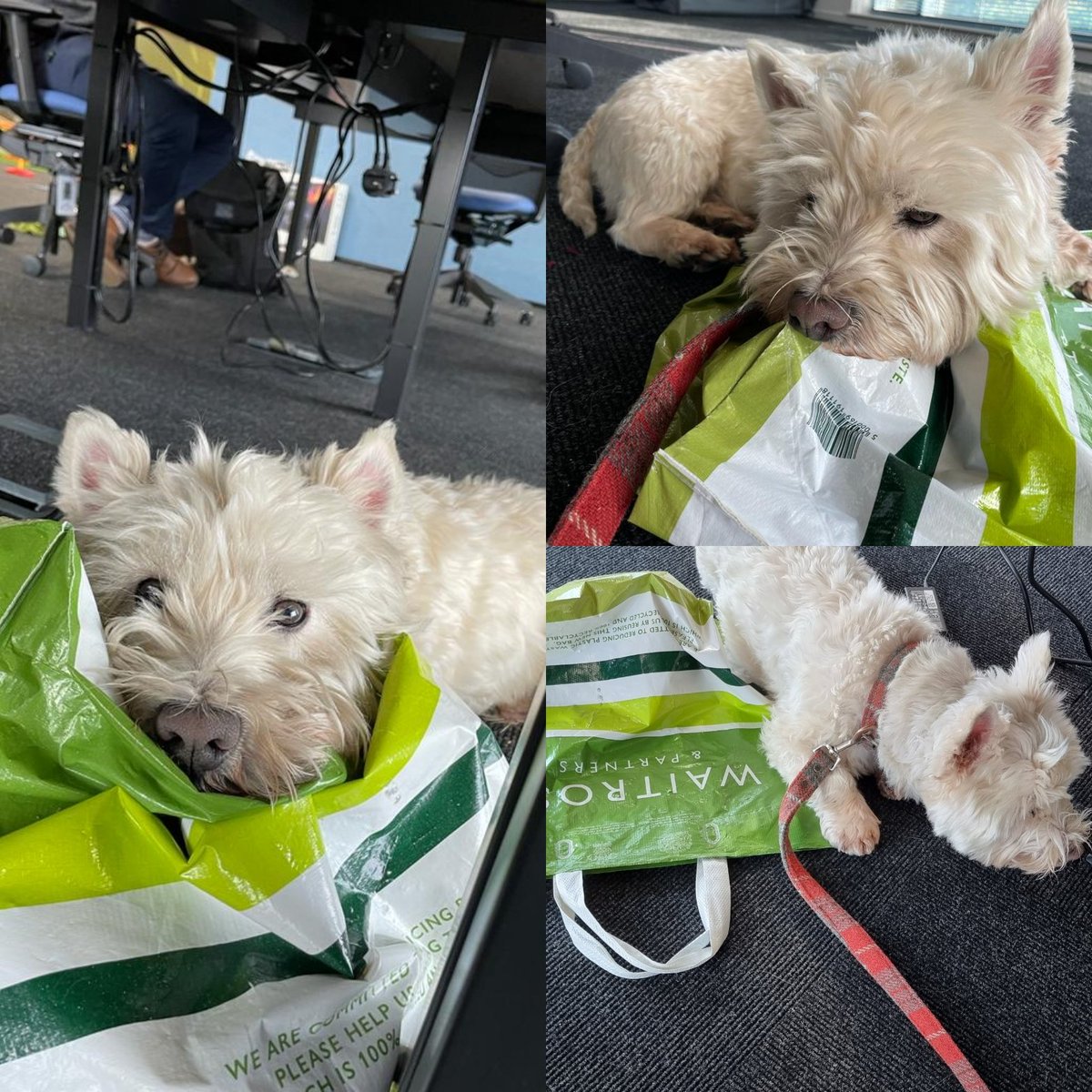 DeclanRankine's tweet photo. @waitrose, keeping the office dog comfy. https://t.co/09tUrcnmgM