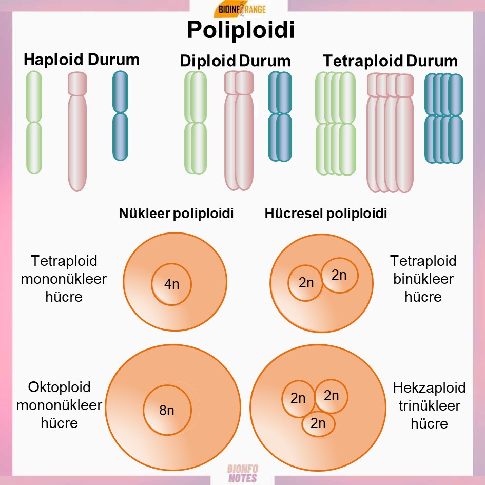 bioinforange's tweet photo. Poliploidi hakkında bir #bioinfonotes paylaşılmıştır.
#poliploidi #diploid #kromozom #mitoz #mayoz #anjiyosperm #bilimlekalalım https://t.co/ScllVxv9E5