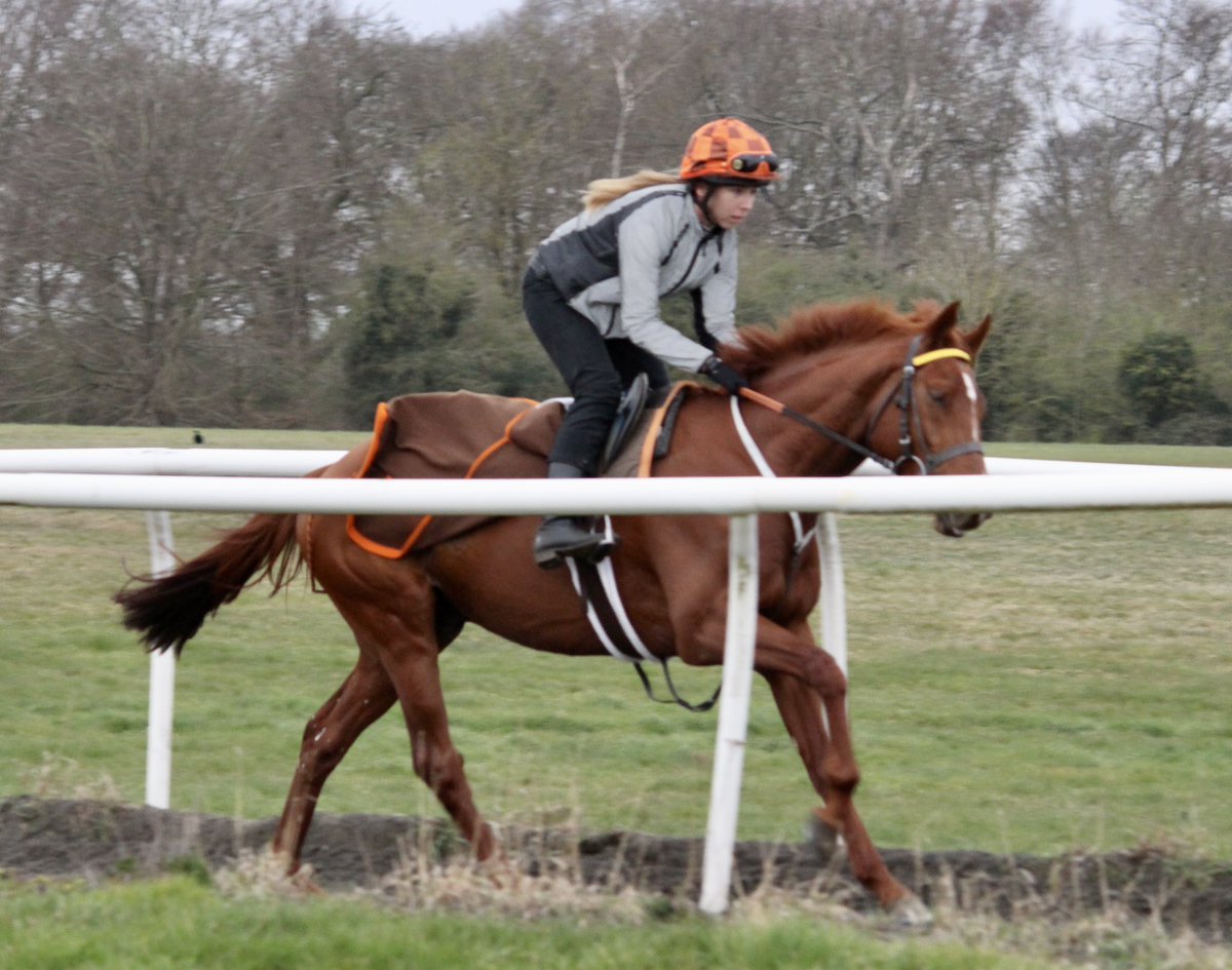 HeathHouseNkt's tweet photo. It was a hive of activity at Heath House Stables this morning with some of the horses having their first gallop on the Al Bahathri.
#racehorses #sirmarkprescott #flatseason #horseracing #flatracing #gallopmorning #newmarketheath https://t.co/rFgqNnRQfo