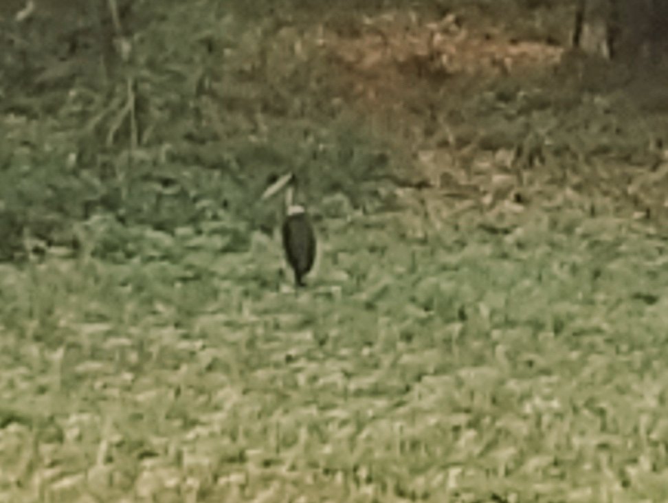 sintu94's tweet photo. Today during my morning walk what I found #Vulture #ZoomPic
@DEFCCOfficial @MinisterNSBablu
#Bihar #Bird #Vulture #Environnement #SaveBird https://t.co/ZP5D5goF1r