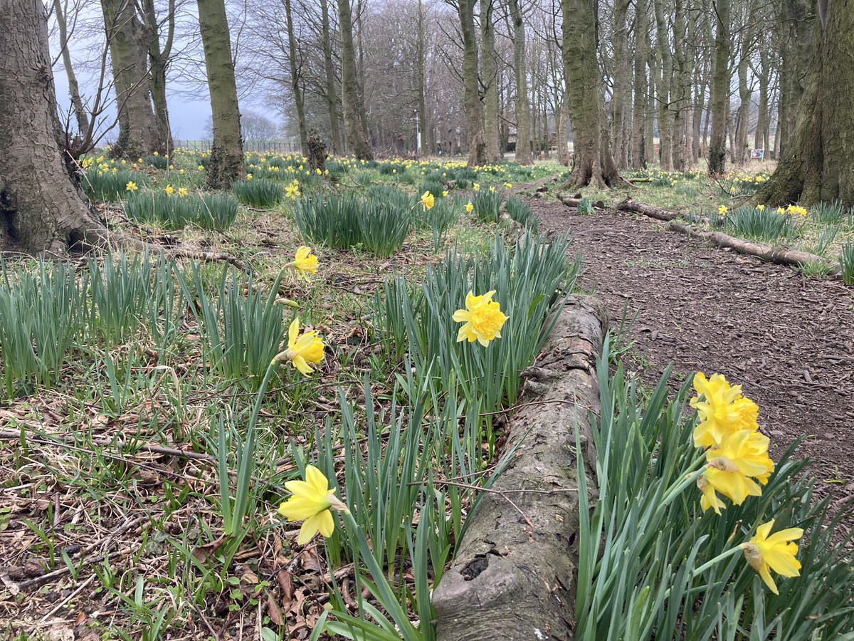 Sally__D's tweet photo. Change of route for my lunchtime walk today. So here we have the sun doing its best to make an appearance over Cote Hill & Witton Gilbert (I find that I’m on the @ThisisDurham #NorthernSaintsTrail #WayofLight !) & a cheerful carpet of narcissi at @ushawdurham ready to greet you https://t.co/pjz9Ww0SkF