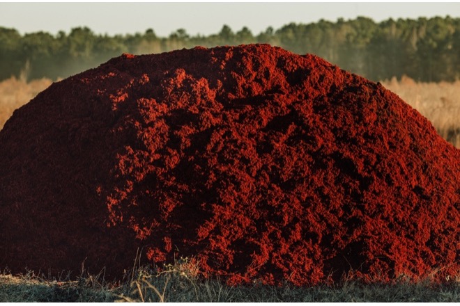 If you love the look of colored mulch in your yard, there are a few things you should know: triplescompost.com/blog/all-color…
#organicmulch #seethedifference #safefortheplanet