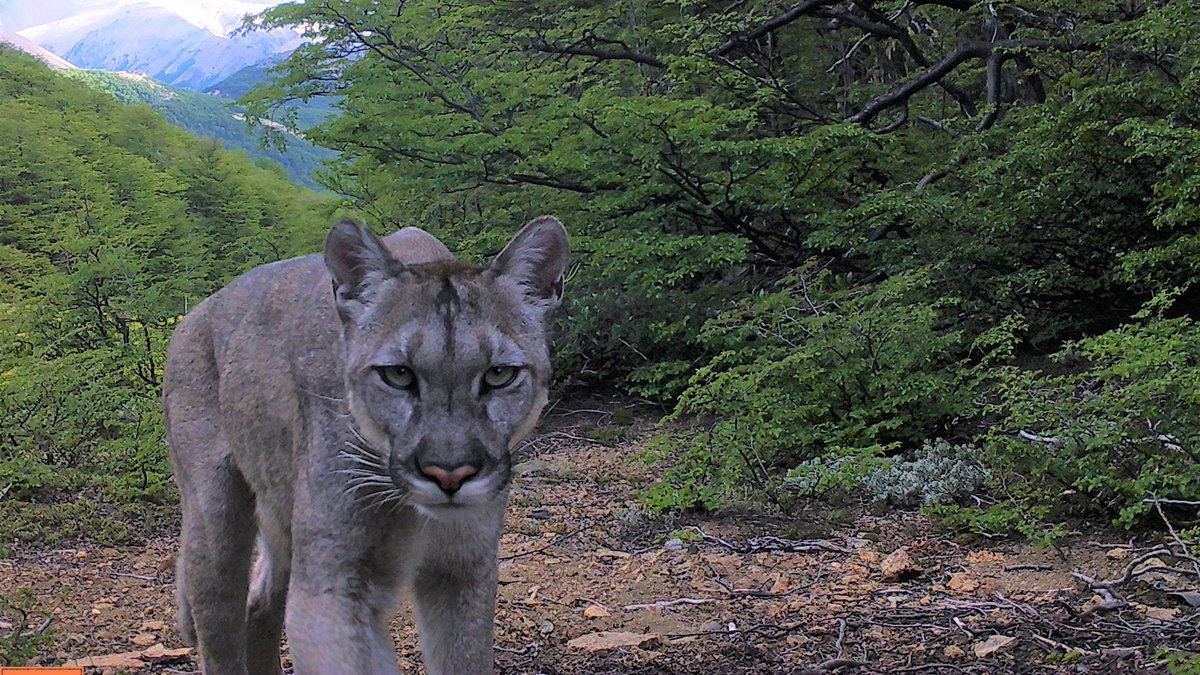 futuro_360's tweet photo. Conaf confirma la presencia de cuatro felinos nativos en el Parque Nacional Cerro Castillo https://t.co/p9WdguIBg8 https://t.co/fo78VlcuyB