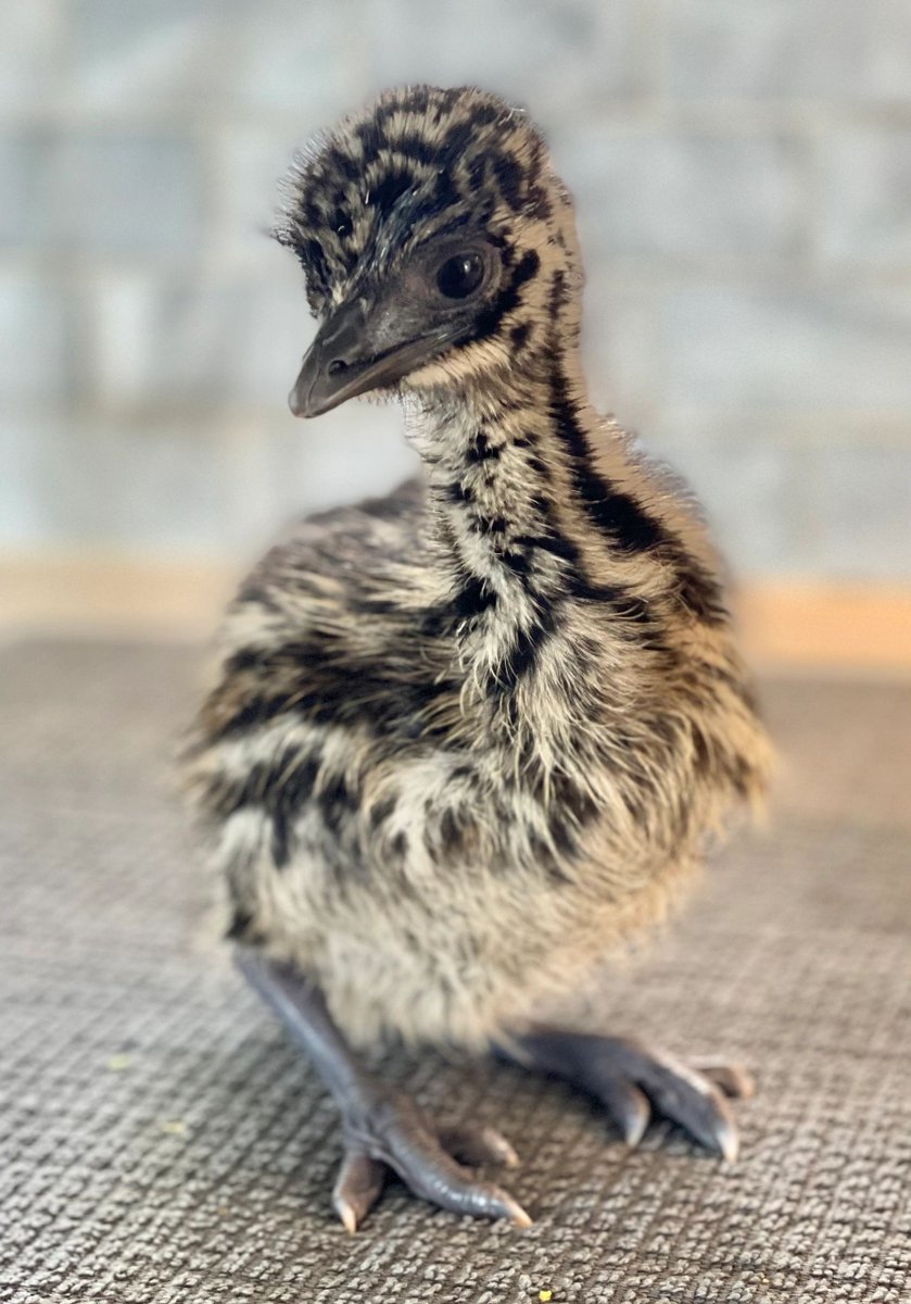 Chick-Ranch tweet media