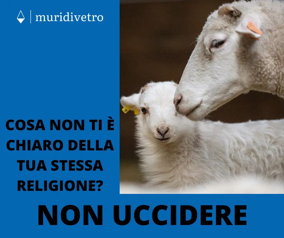muridivetro tweet media