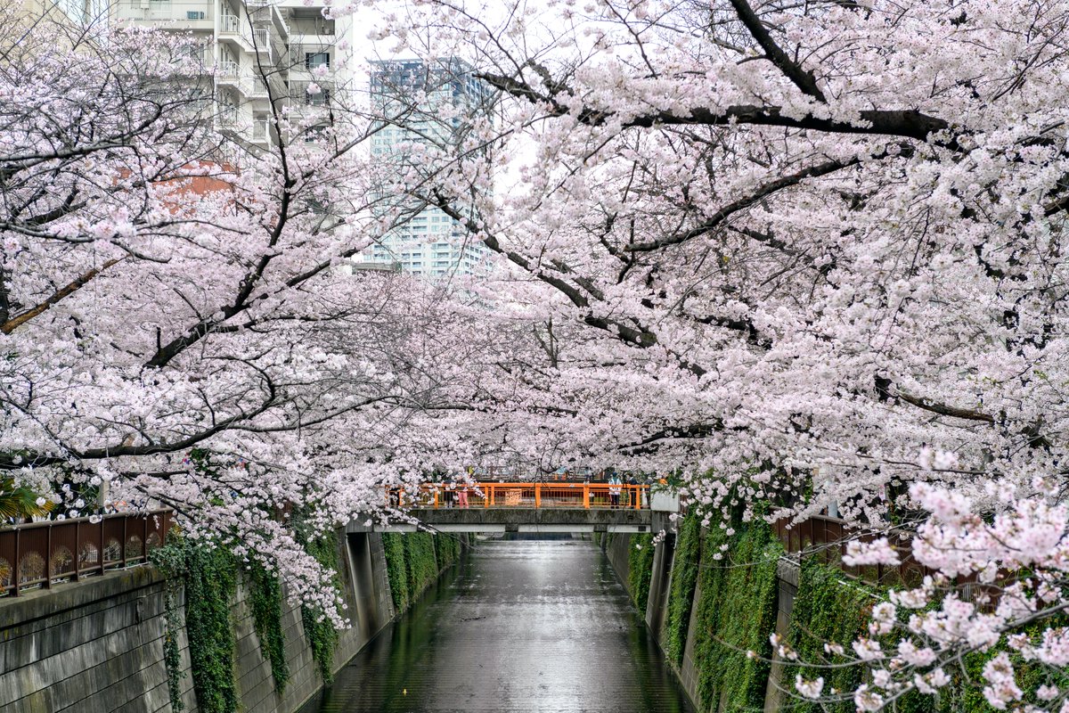 TokyoFashion's tweet photo. A few more cherry blossom photos from Nakameguro, Tokyo today. https://t.co/ucir8JcTkJ