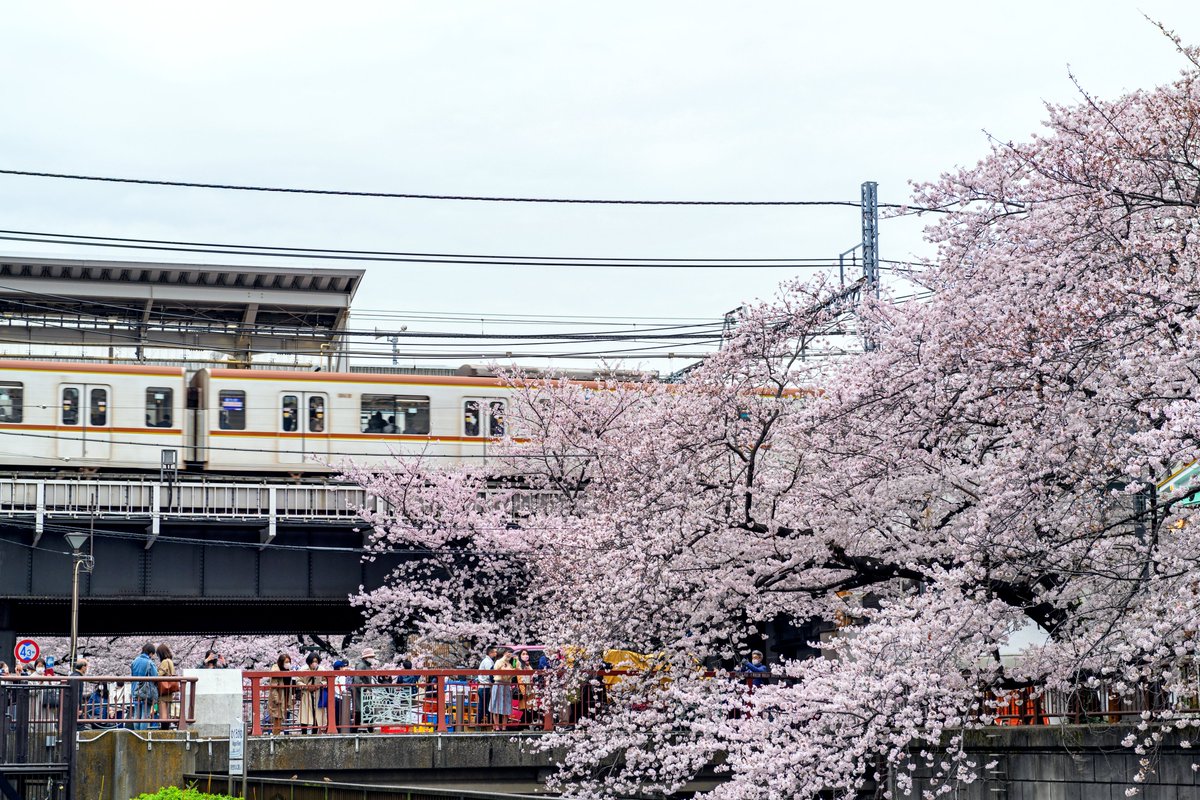 TokyoFashion's tweet photo. A few more cherry blossom photos from Nakameguro, Tokyo today. https://t.co/ucir8JcTkJ