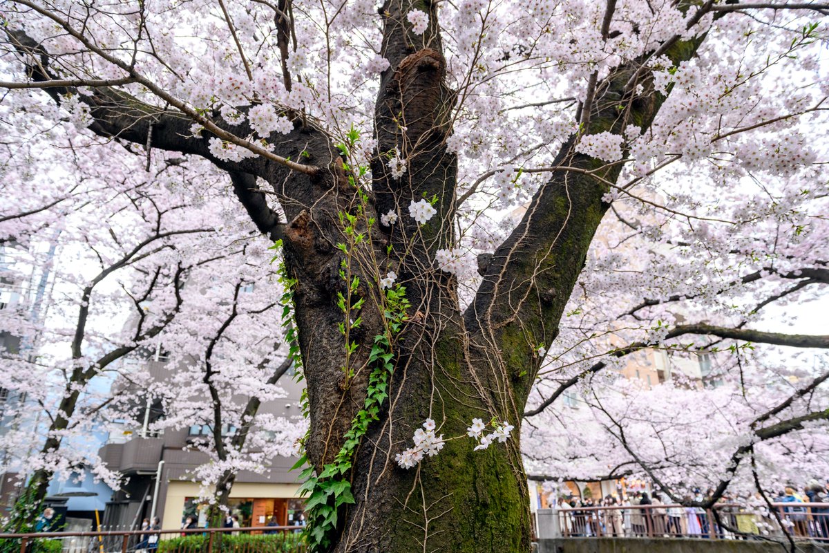 TokyoFashion's tweet photo. A few more cherry blossom photos from Nakameguro, Tokyo today. https://t.co/ucir8JcTkJ