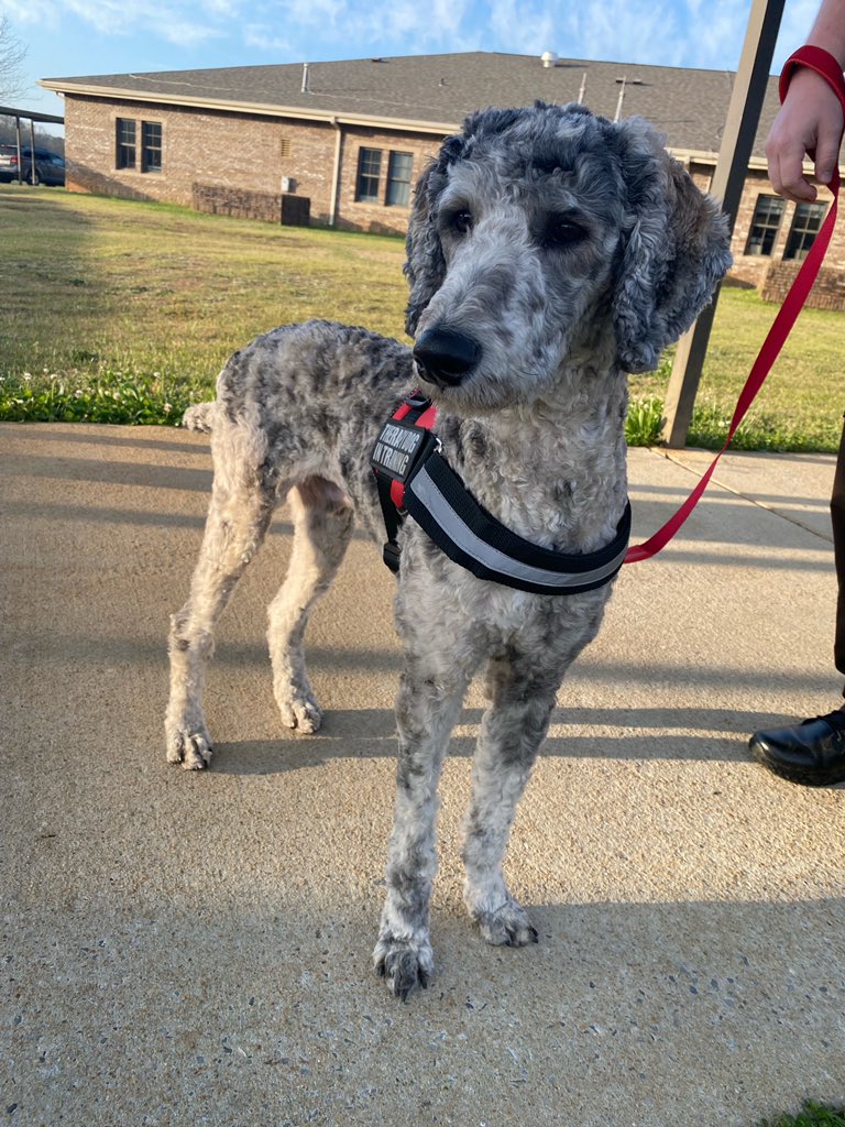 Our bus riders were greeted by Scout, our new therapy dog, this morning. 🐾 <a href="/MunfordScout/">Scout the Therapy Dog</a> <a href="/TCBOE/">Talladega Co Schools</a>